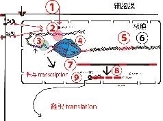 26 6月12日 真核生物の転写 翻訳