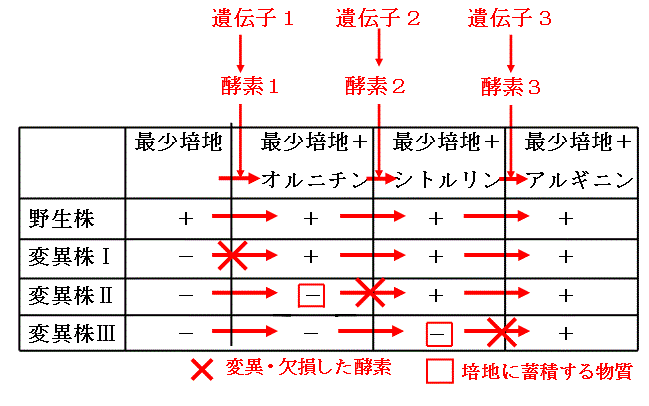 205(11月12日）～一遺伝子一酵素説～