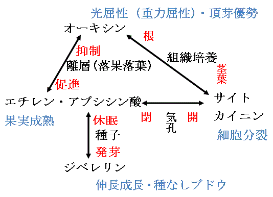 9 11月16日 植物ホルモン