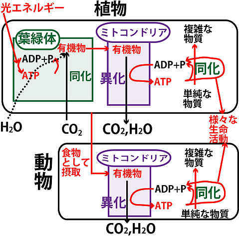 福袋 | レディースファッション通販【公式】 56（6月15日）～代謝の基本～ 研究・実験用薬品