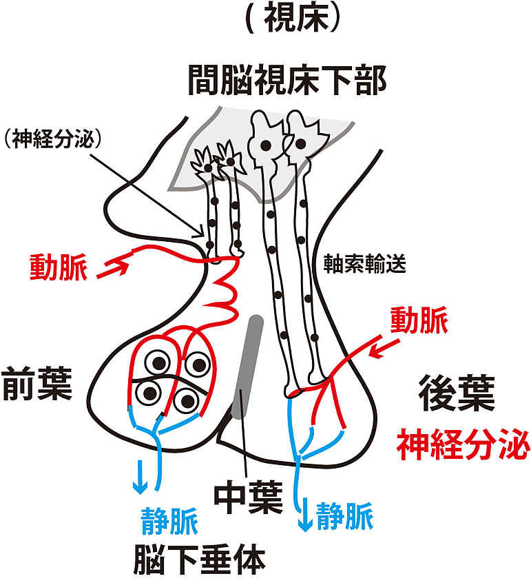 脳視床下部
