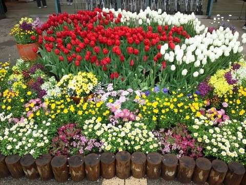 花の状況 花の状況